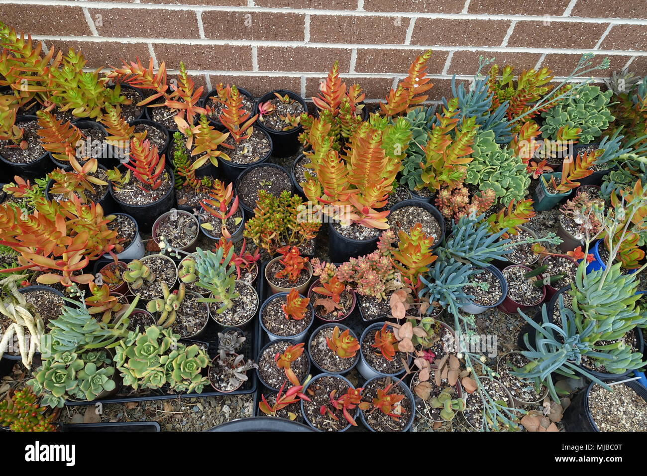 Variété mixte des boutures de succulentes Banque D'Images Variété mixte des boutures de succulentes Banque D'Images