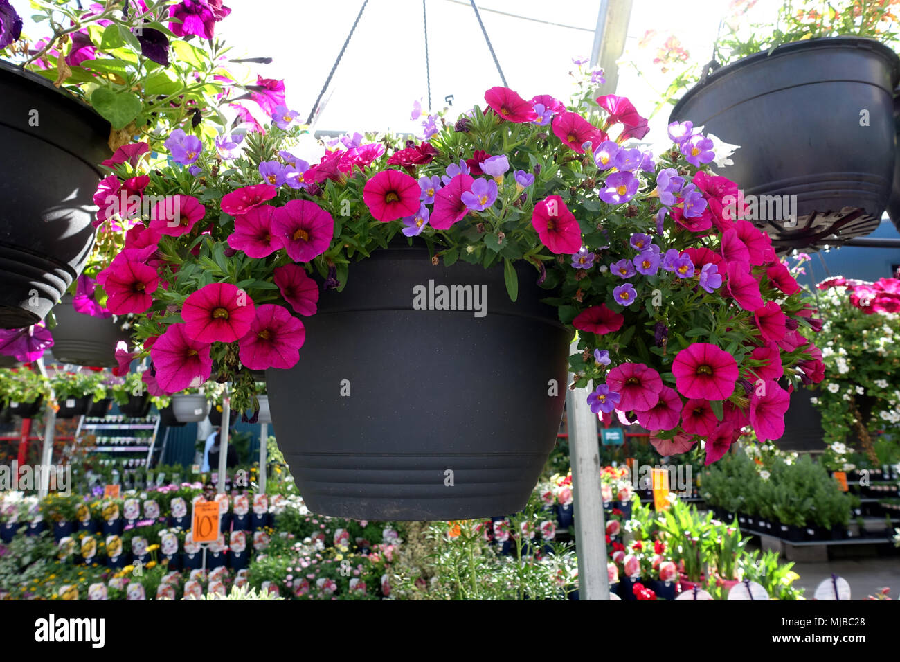 Chaud rose magenta fleurs Pétunia en suspension Banque D'Images