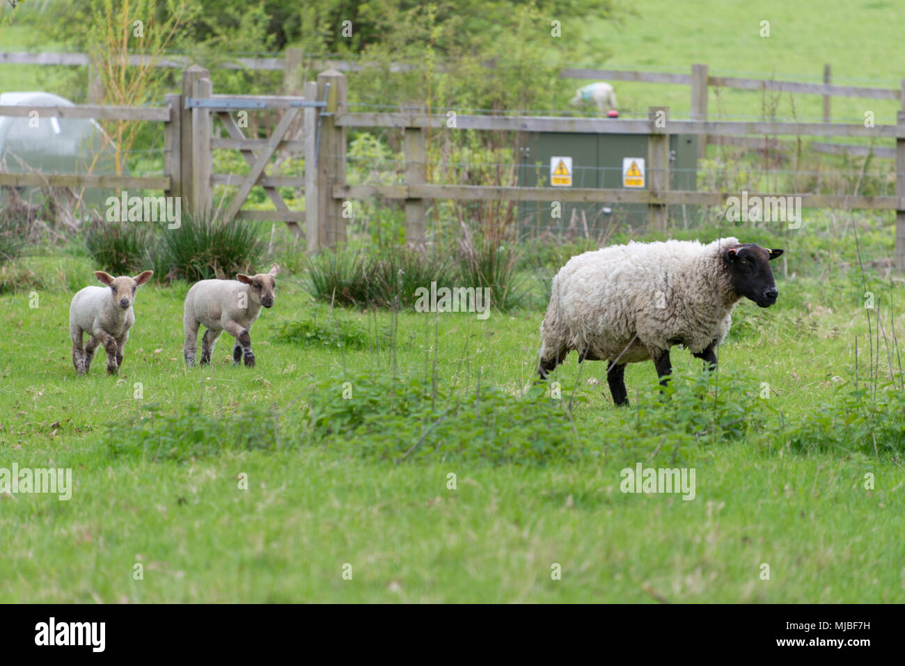 Paire d'agneaux à la suite de leur mère à travers champ avec l'électricité dangereux armoire dans l'arrière-plan Banque D'Images