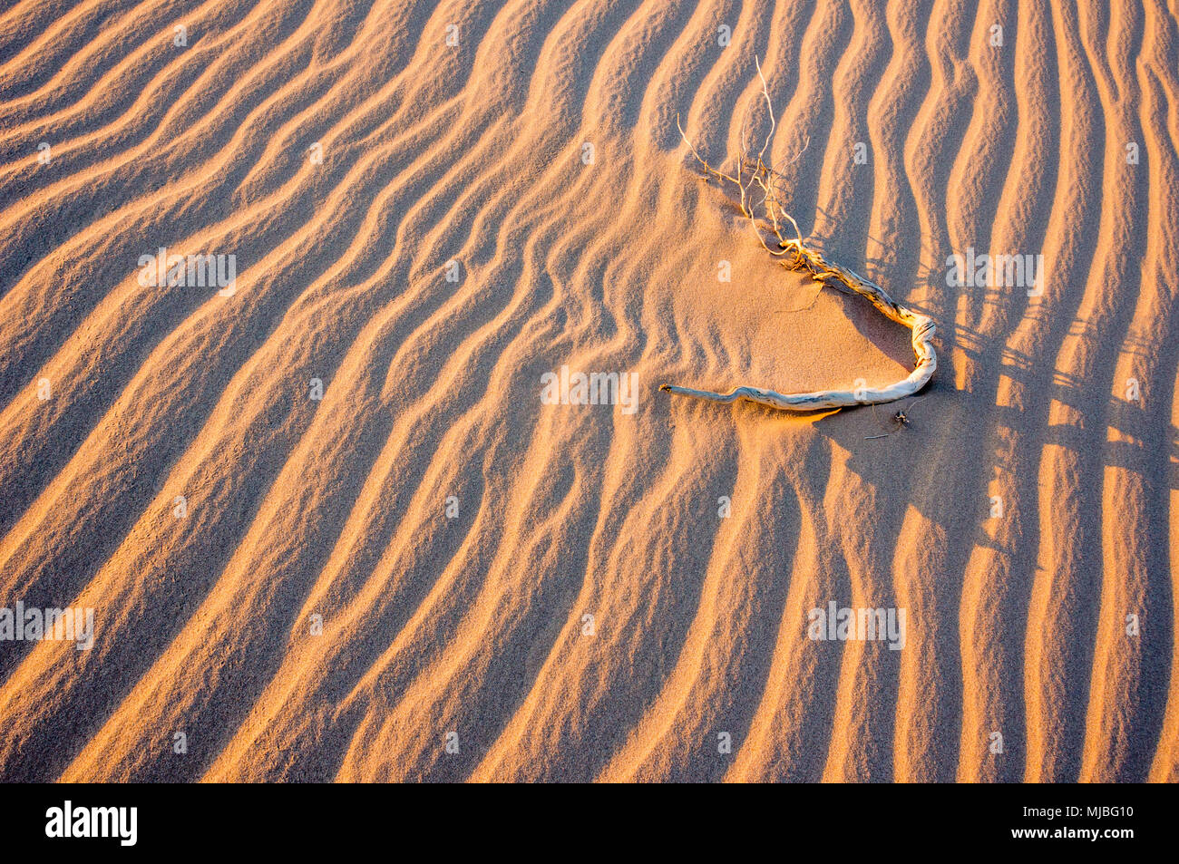 Ondulations dans le sable s'écoule autour d'un bâton créé par le vent à Cadix dunes près de Amboy, California United States of America USA. Banque D'Images