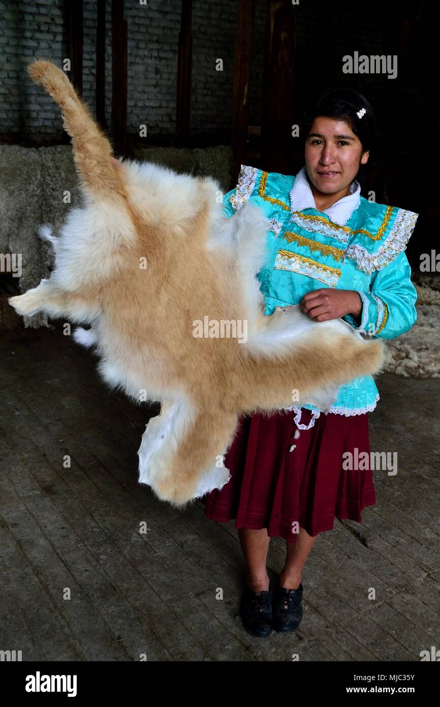 Dans la peau de vigogne GRANJA PORCON - coopérative évangélique -  département de Cajamarca au Pérou Photo Stock - Alamy