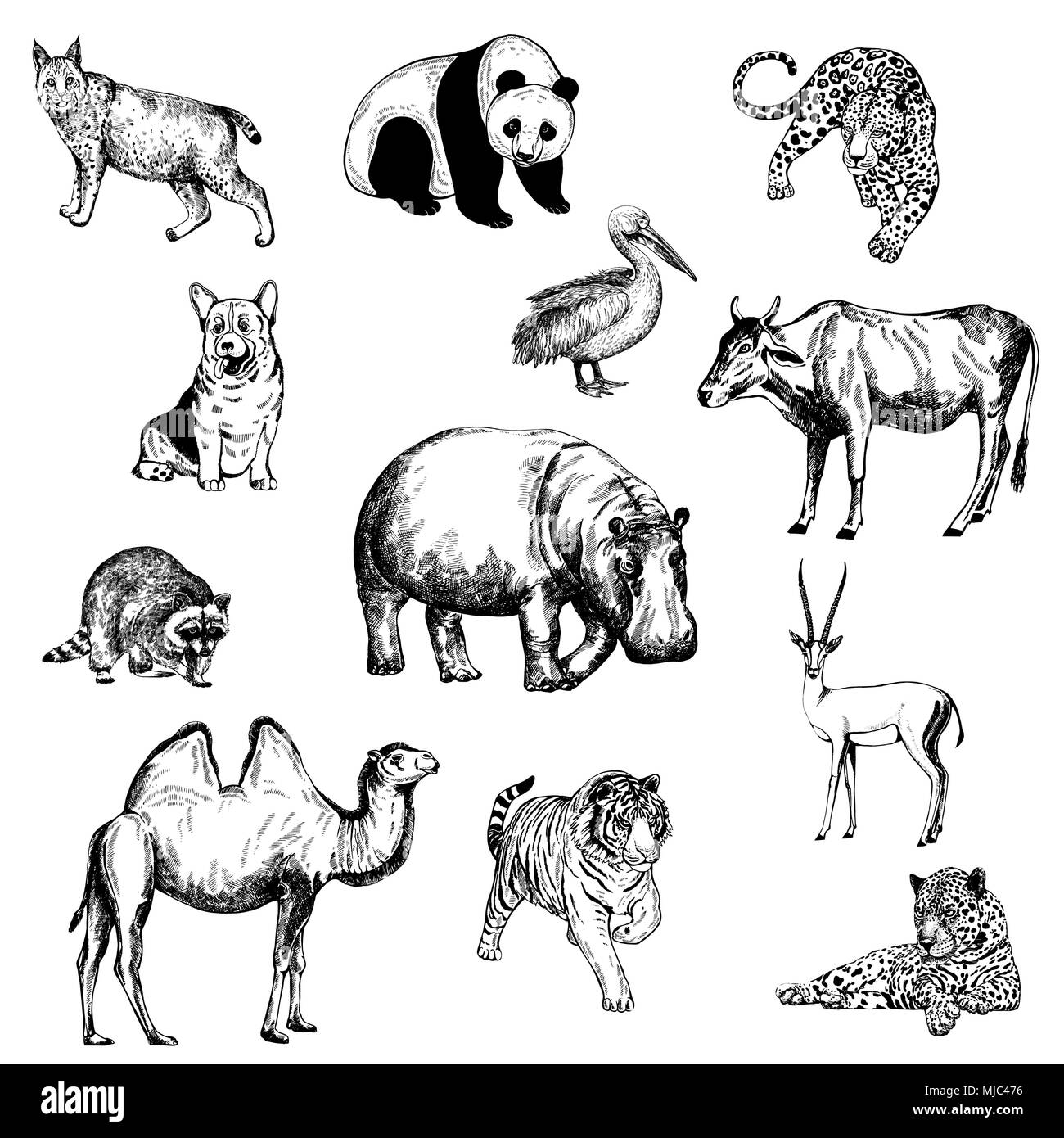 Ensemble de croquis dessinés à la main, d'animaux et d'oiseaux style isolé sur fond blanc. Vector illustration. Illustration de Vecteur