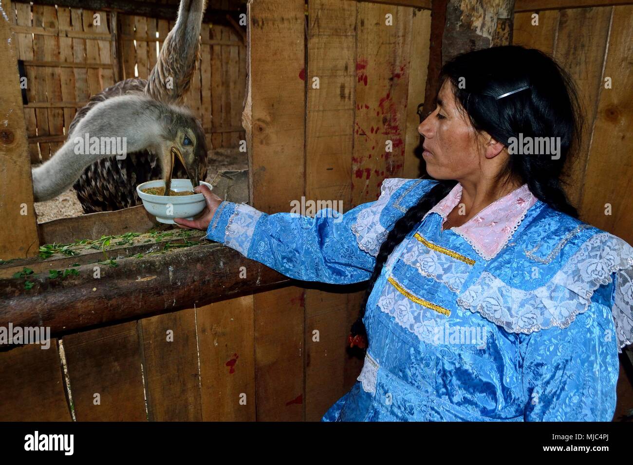 Manger de l'autruche - Zoo de GRANJA PORCON - coopérative évangélique - département de Cajamarca au Pérou. Banque D'Images