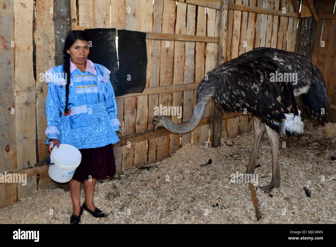 Manger de l'autruche - Zoo de GRANJA PORCON - coopérative évangélique - département de Cajamarca au Pérou. Banque D'Images