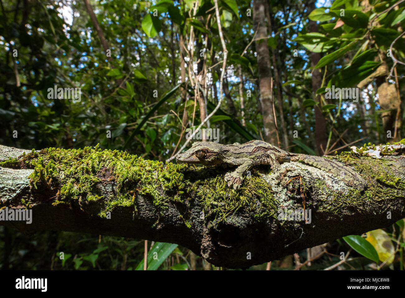 Gecko à queue de feuille moussus (Uroplatus sikorae), homme sur tronc d'arbre moussu, forêt tropicale, Parc National Andasibe, Madagascar Banque D'Images