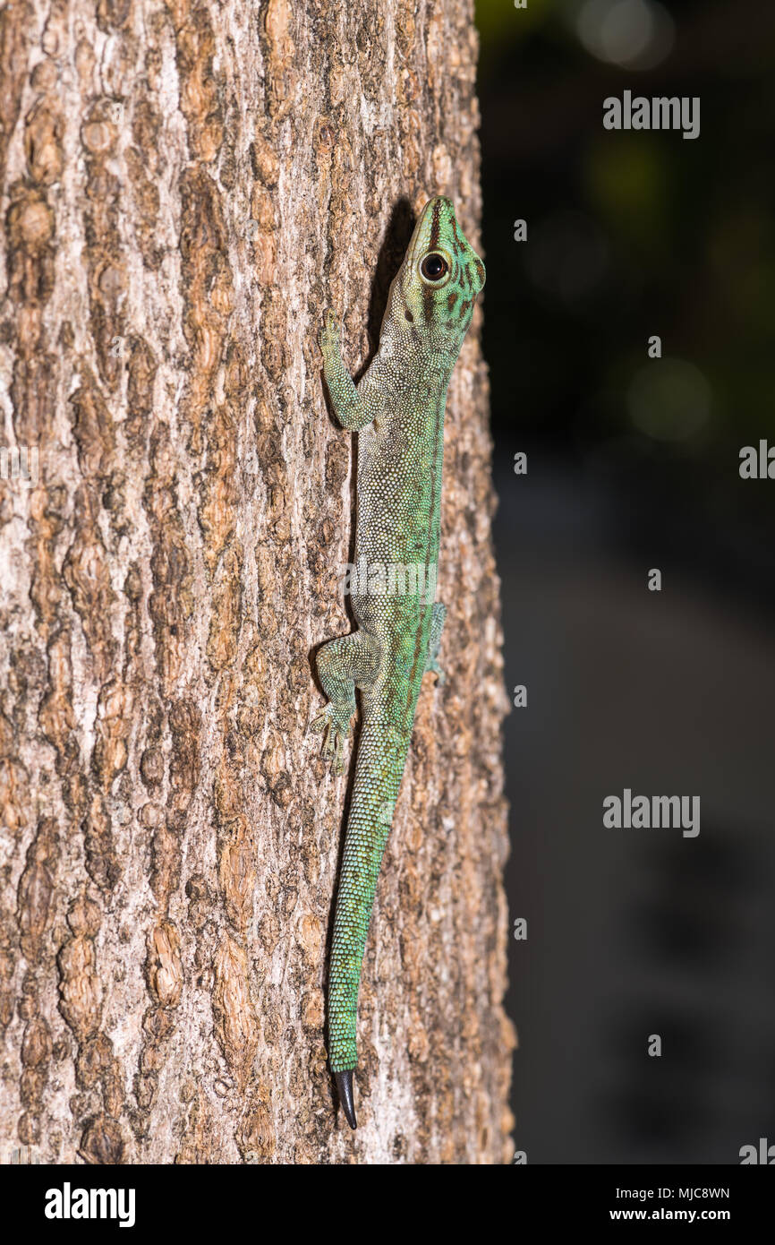 Journée d'Abbott (gecko Phelsuma abbotti), homme, de soleil sur tronc d'arbre, Parc National Nosy Tanikely, nord-ouest de Madagascar, Madagascar Banque D'Images