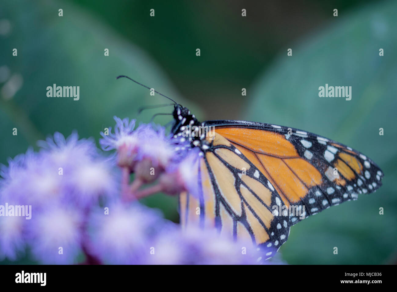 Beau papillon monarque sur un Buddlea bush Banque D'Images