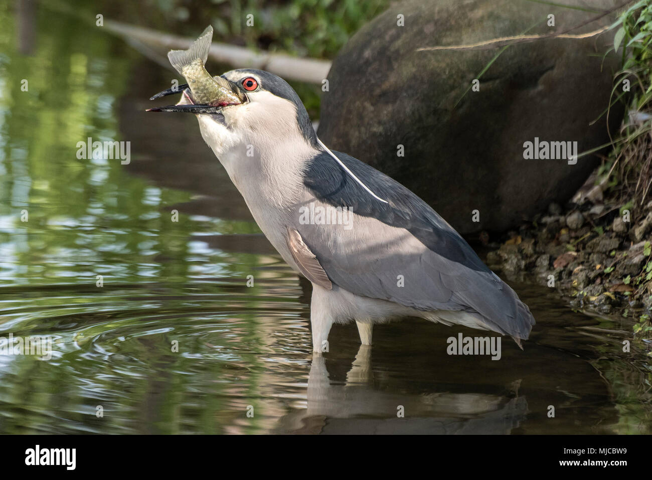 Black-Crowned Night Heron - avec des poissons Banque D'Images