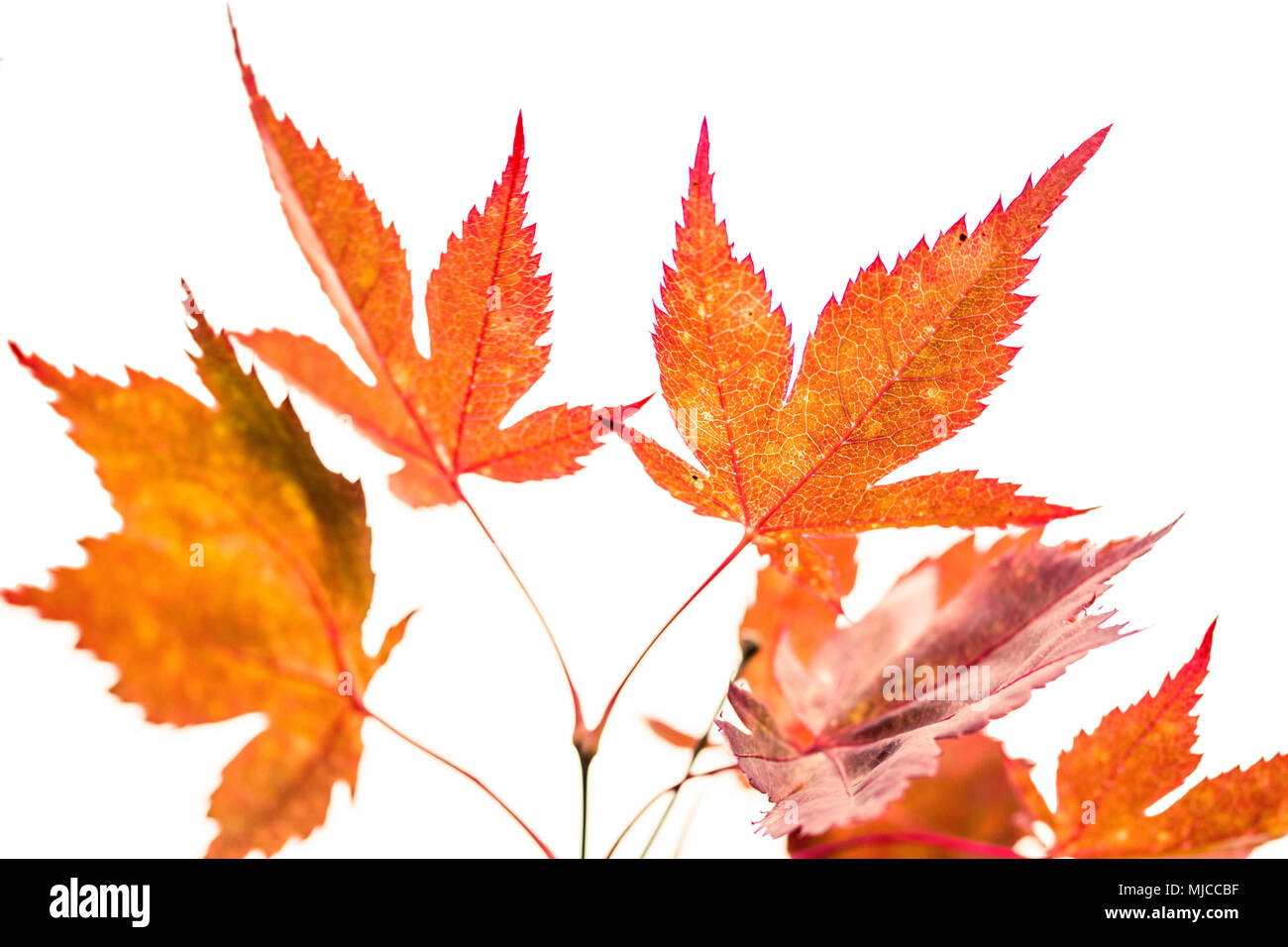 Les feuilles d'automne orange Beauful contre un ciel blanc Banque D'Images