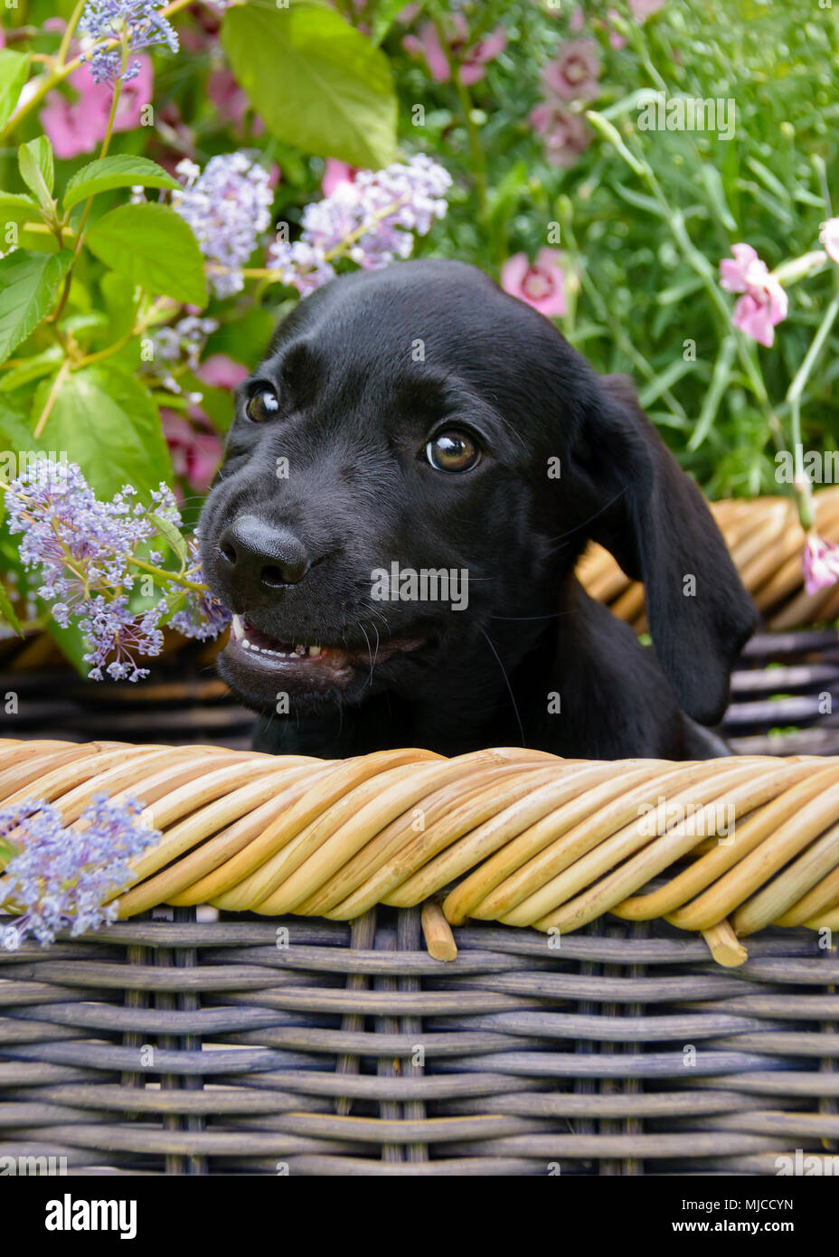 Cute Black Labrador Retriever Dog Puppy, assis dans un panier dans un jardin fleuri, fleurs de grignotage Banque D'Images