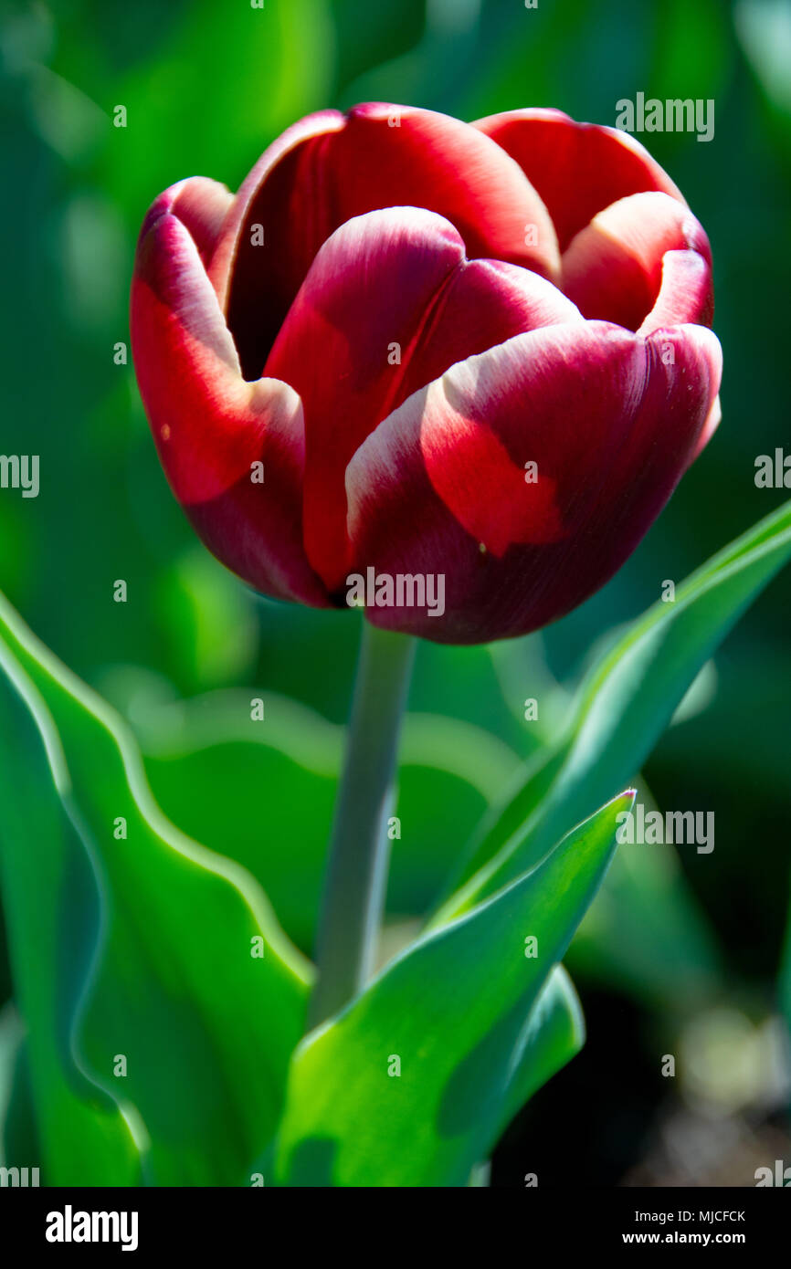 Un magnifique tulipe de marron sur un matin ensoleillé. Banque D'Images