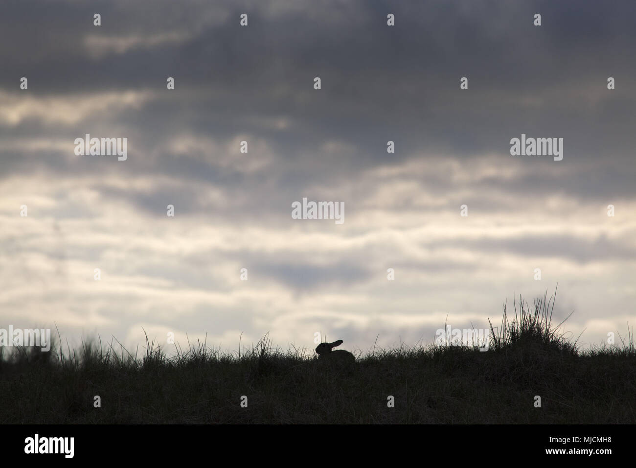 Les lapins, pré, silhouette, ciel nuageux, l'île Amrum, Schleswig - Holstein, Allemagne, Banque D'Images