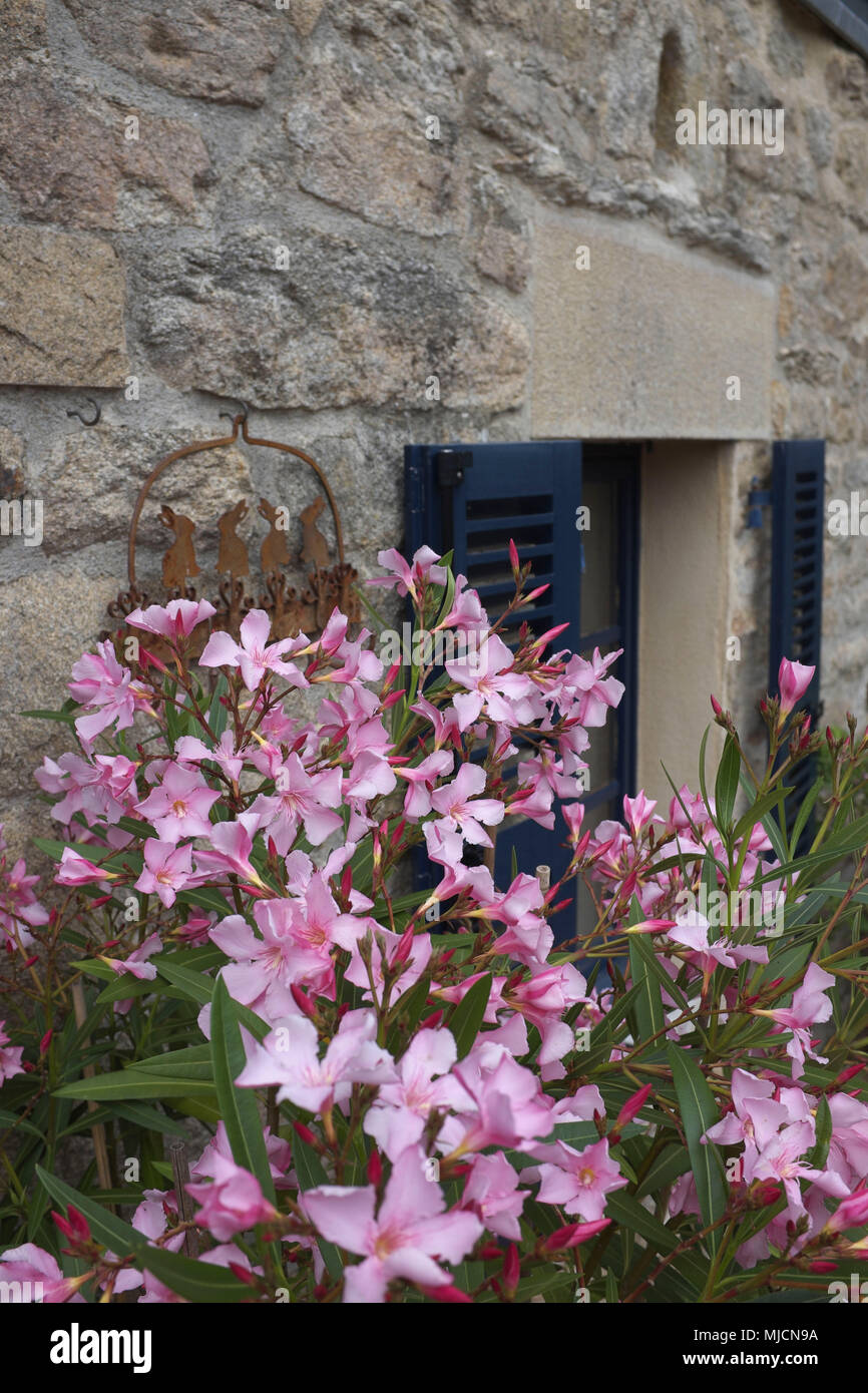 Des fleurs sur un mur extérieur Banque D'Images