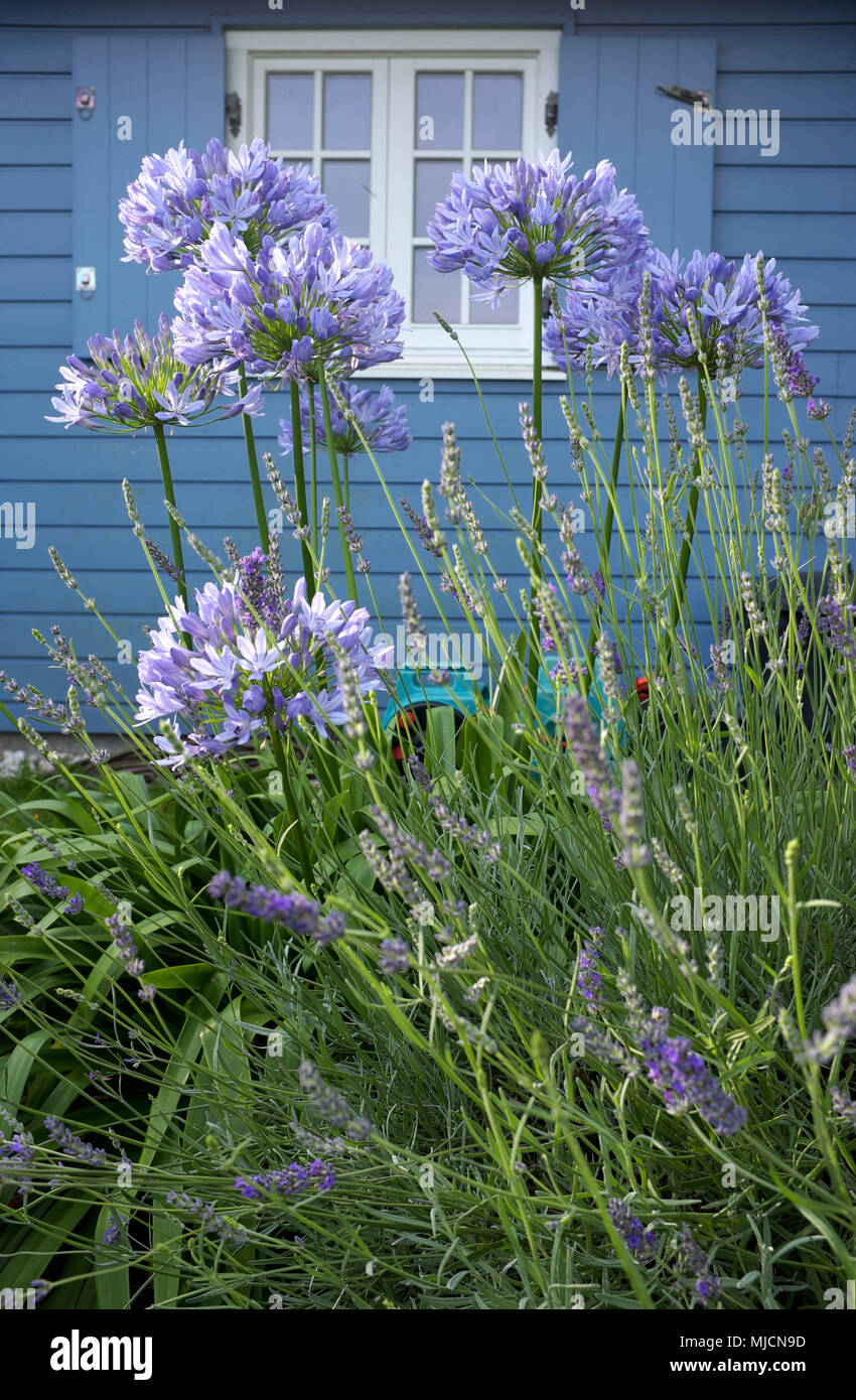 Des fleurs dans un jardin Banque D'Images