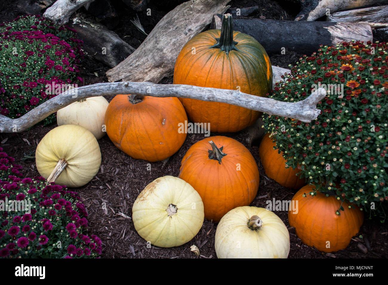 Pumpkins le jour de Thanksgiving à Québec Banque D'Images