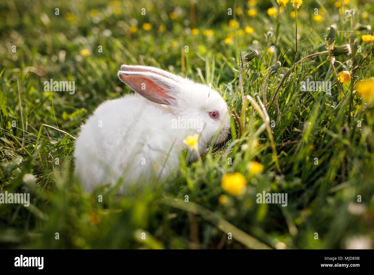Bebe Lapin Blanc Au Printemps Fond D Herbe Verte Photo Stock Alamy Bebe Lapin Blanc Au Printemps Fond D Herbe Verte Photo Stock Alamy