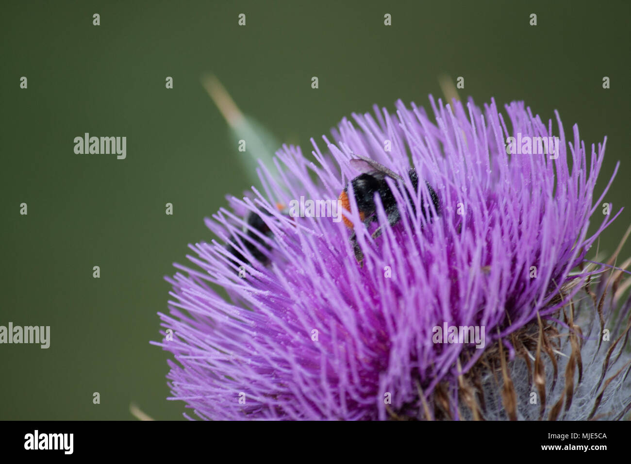 Bourdon sur une fleur dans la forêt Banque D'Images