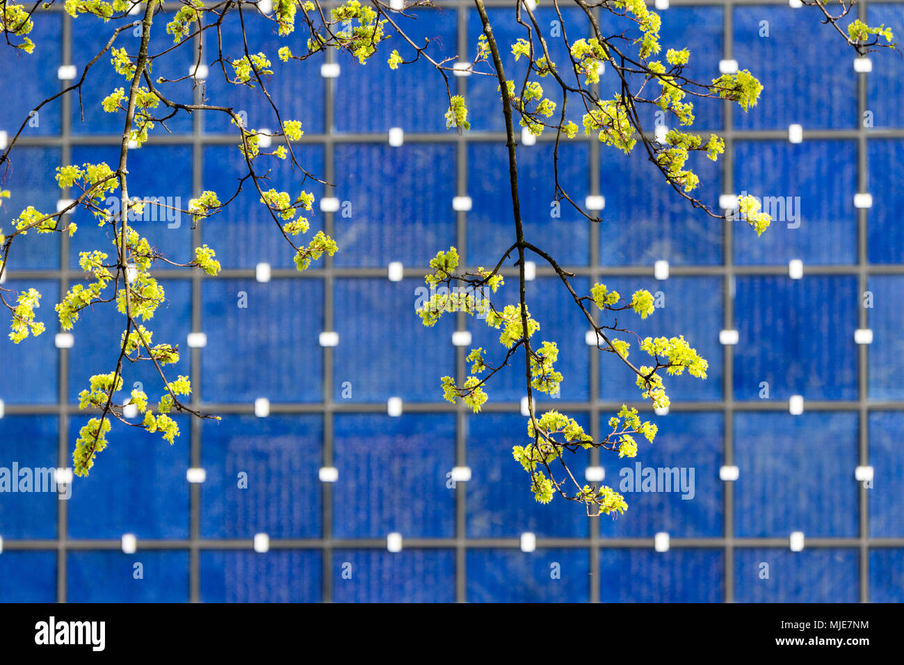 Fleurs de Tilleul en face de la façade de l'Herz-Jesu-Kirche, Munich Banque D'Images