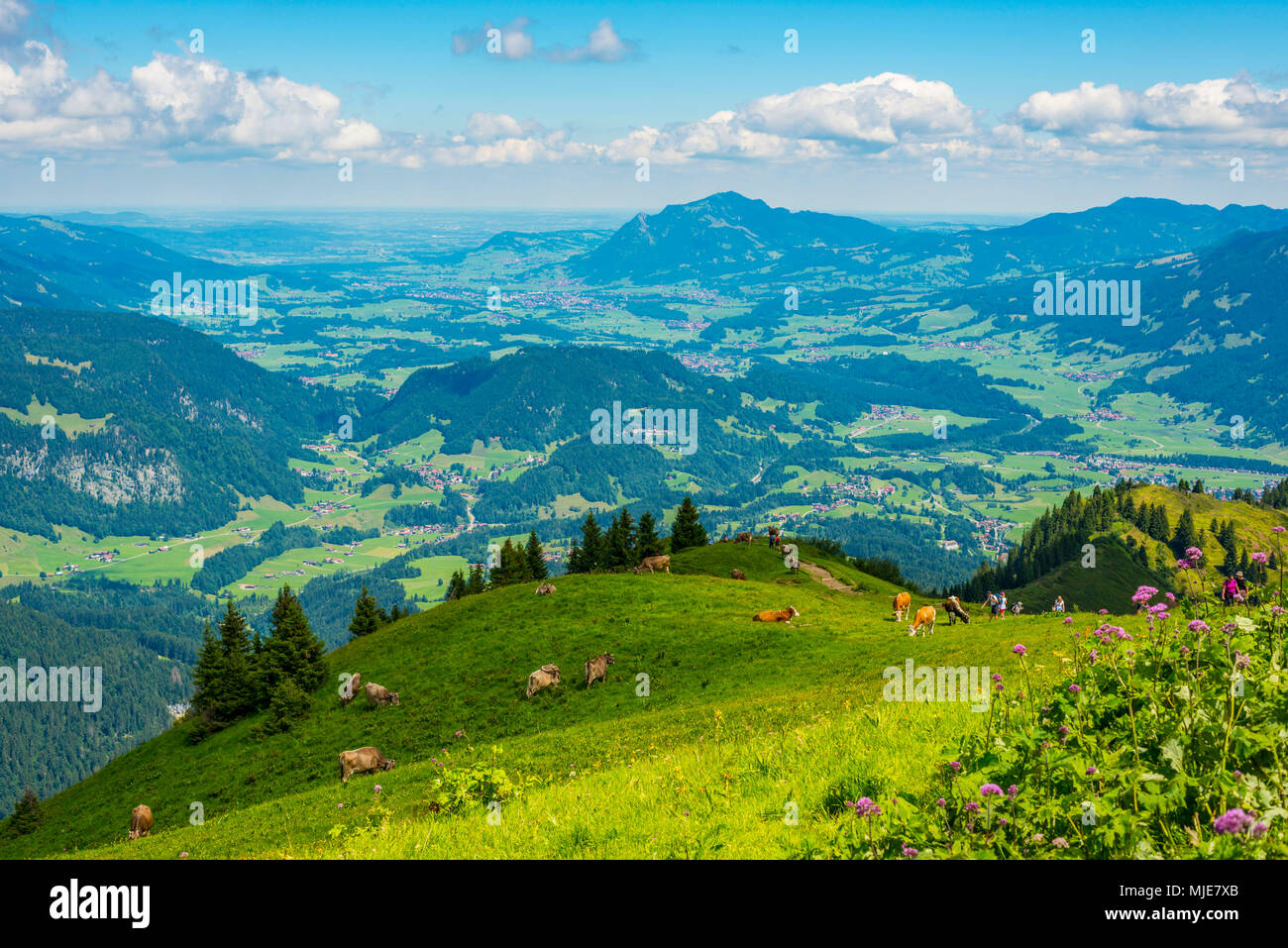 Randonnée à partir de l'Fellhorn, 2990m, à l'Söllereck, 1706m, Illertal Grünten avec en arrière-plan, 1783m, les Alpes d'Allgäu, Bavaria, Germany, Europe Banque D'Images