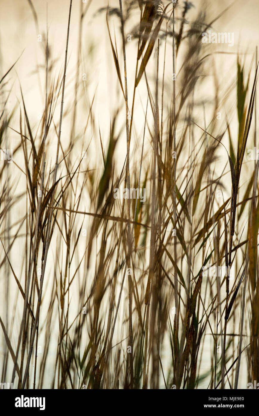 Humeur d'automne sur le lac, reed, close-up Banque D'Images