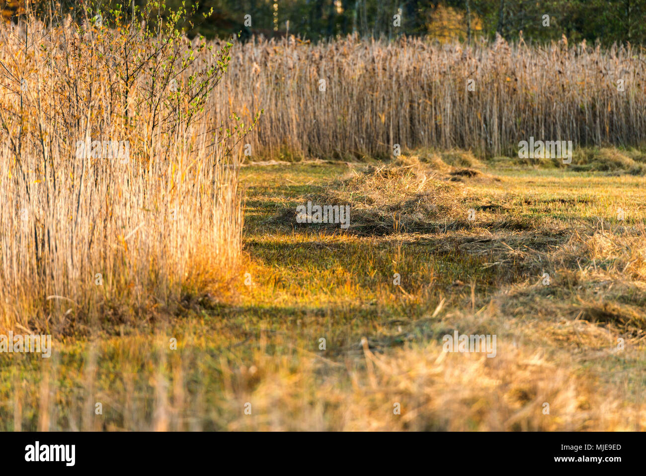 Humeur d'automne sur le lac, Reed et herbes Banque D'Images