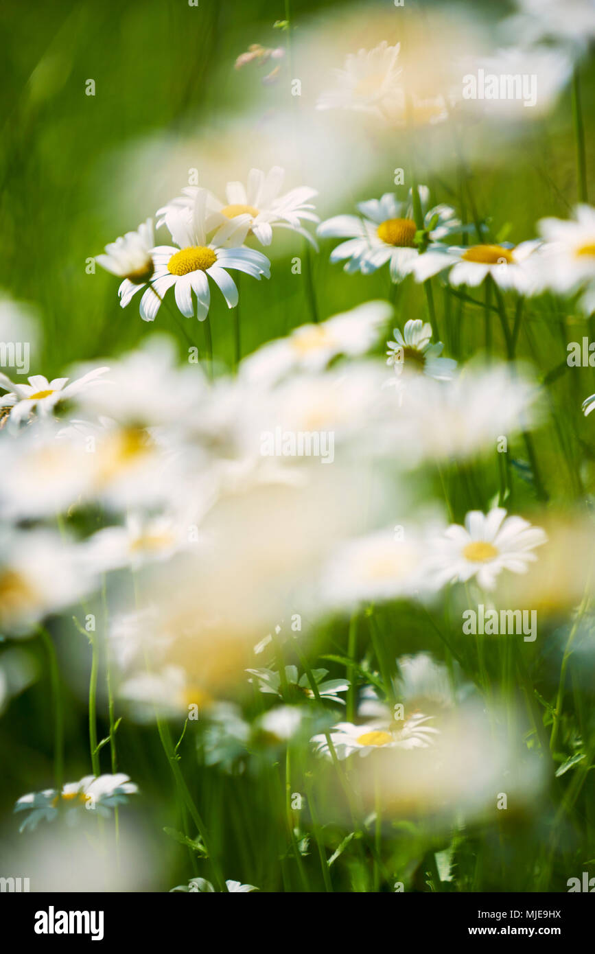 Daisy prairie avec beaucoup de fleurs, Sharp et flou Banque D'Images
