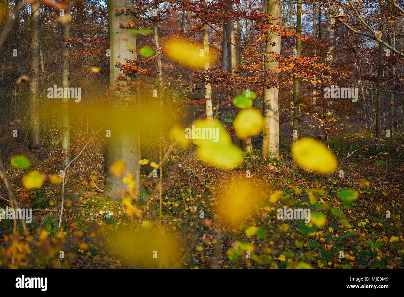 Les feuilles colorées dans une forêt de hêtres en automne, rétroéclairage Banque D'Images