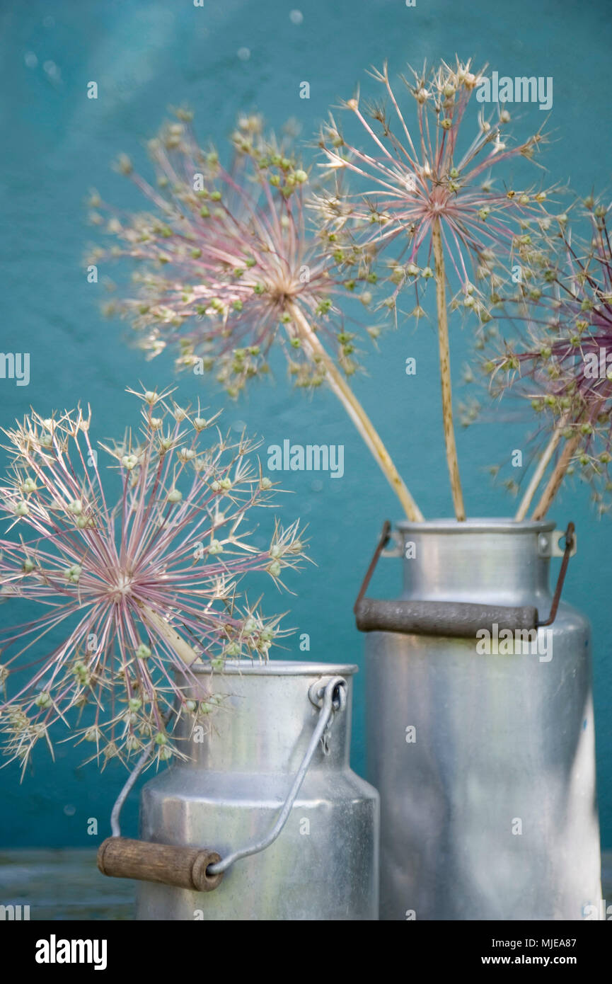 Fleurs d'Allium dans de vieux bidons de lait Banque D'Images