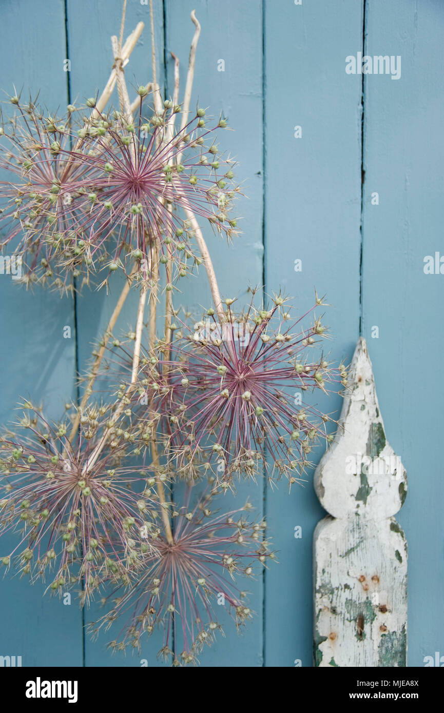 L'allium fleurs comme une décoration murale Banque D'Images