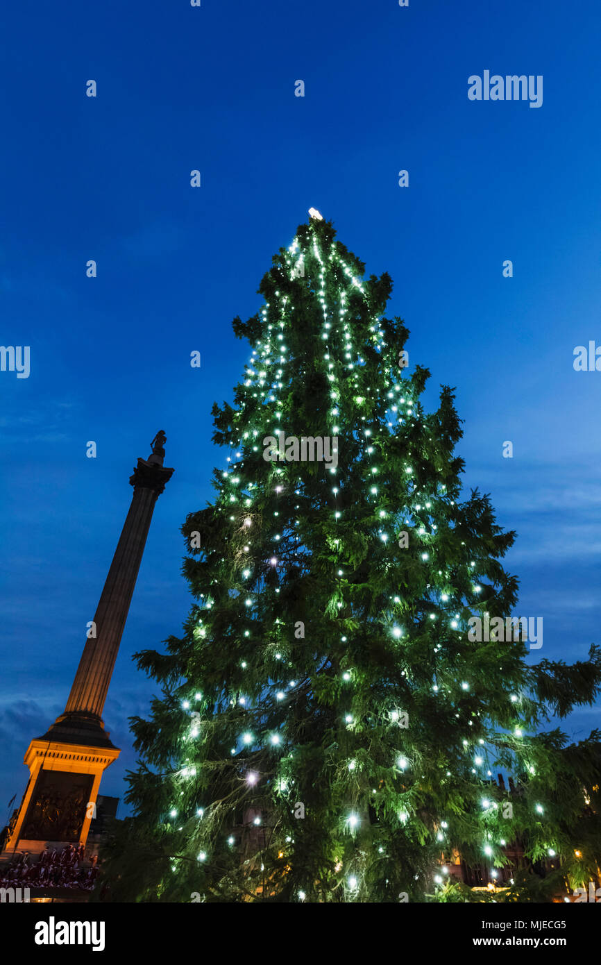 L'Angleterre, Londres, Trafalgar Square, Nelsons Column et l'arbre de Noël Banque D'Images