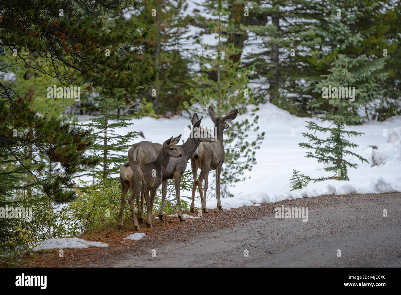 Les jeunes animaux, le Parc National Jasper, le mignon, le cerf, animal sauvage, drôles, d'animaux Banque D'Images