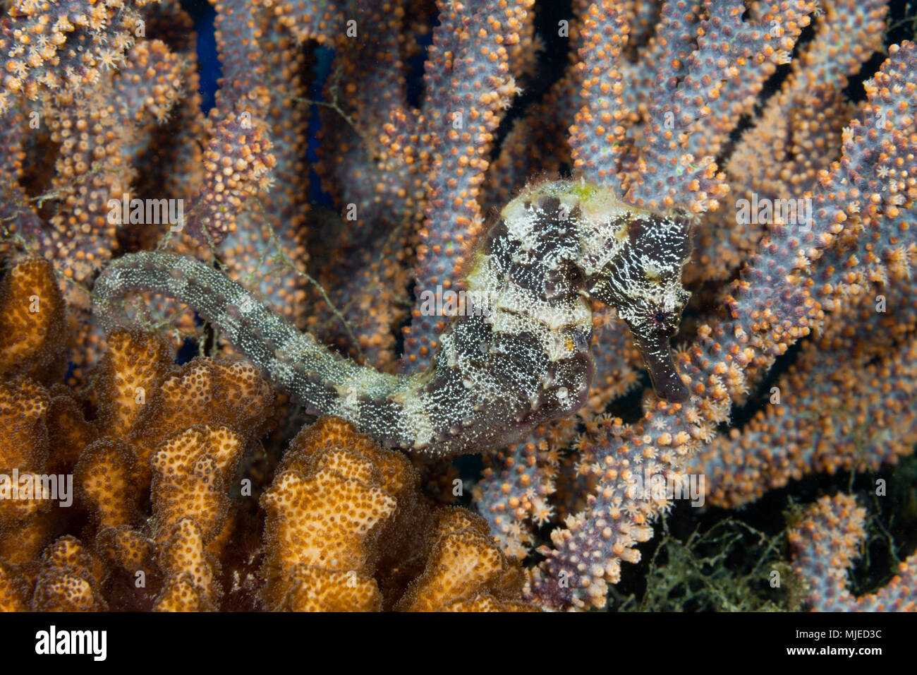 Hippocampes Hippocampus ingens, pacifique, La Paz, Baja California Sur, Mexique Banque D'Images