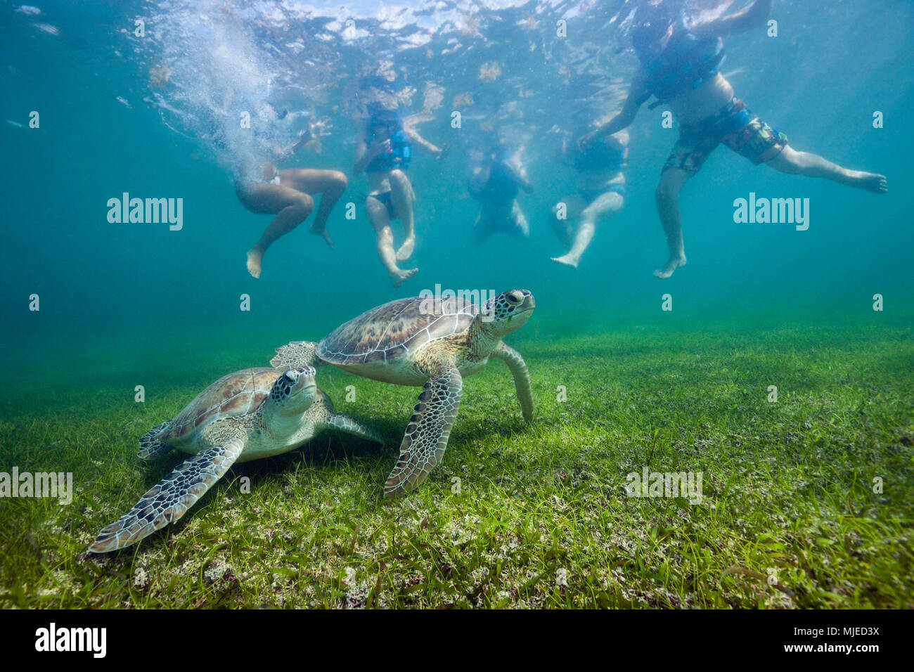 Les plongeurs en regardant Tortue verte, Chelonia mydas, Akumal, Tulum, Mexique Banque D'Images
