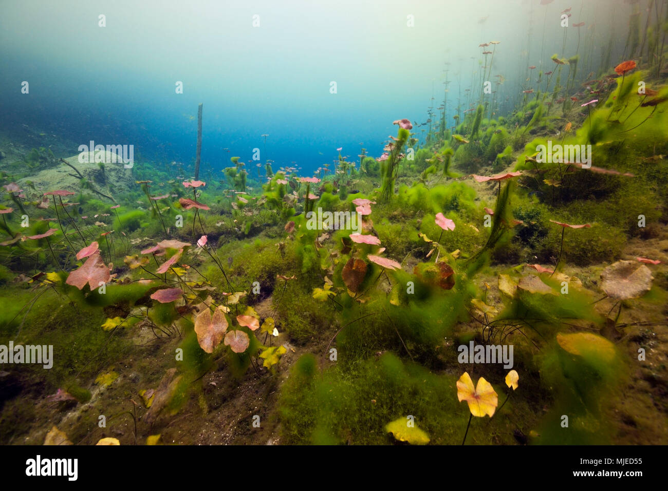 Water Lilies dans Car Wash Cenote Aktun Ha, Tulum, Yucatan, Mexique Banque D'Images