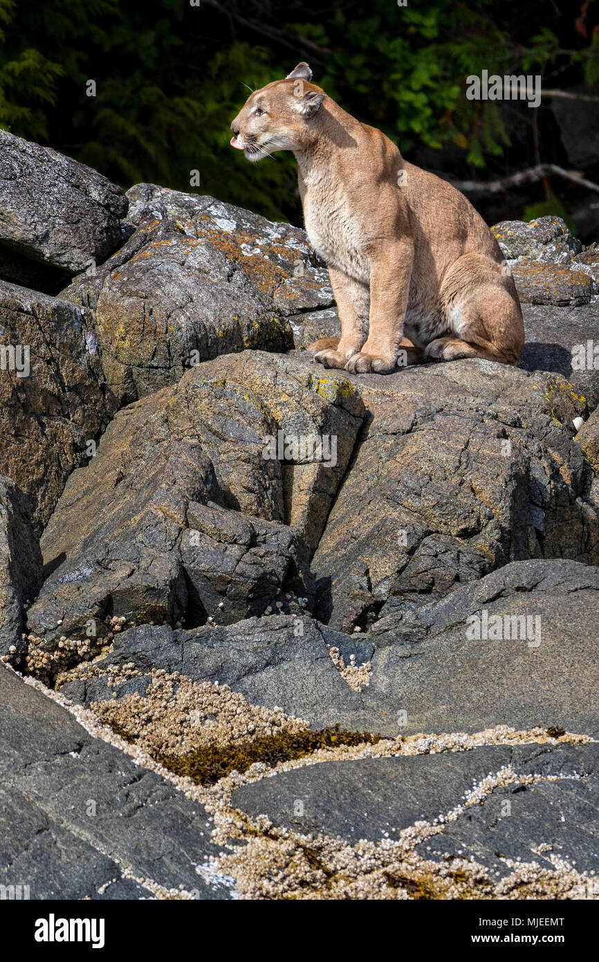 Cougar assis sur Gilford Island dans l'archipel Broughton Le parc provincial marin au large de l'île de Vancouver, Colombie-Britannique, Canada Banque D'Images