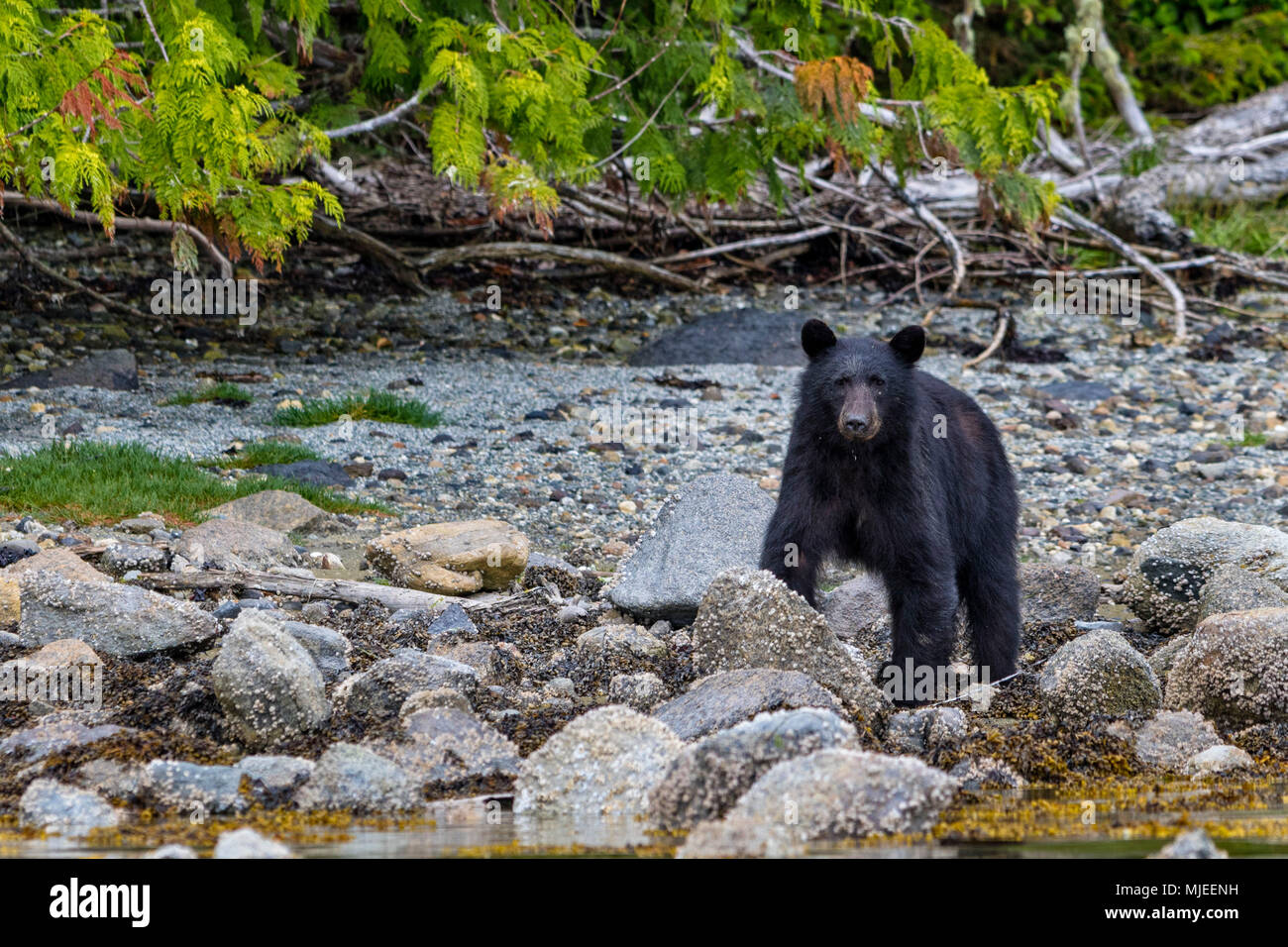 La quête de l'ours noir le long d'une plage dans le parc provincial marin de l'archipel de Broughton, en Colombie-Britannique, Canada. Banque D'Images