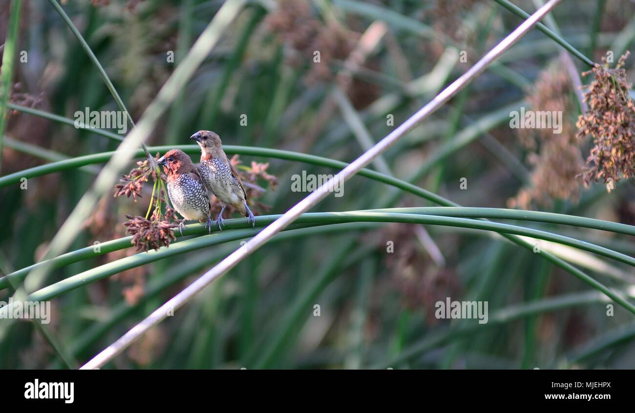 Paire d'Scaly-Breasted munia perché sur un reed Banque D'Images