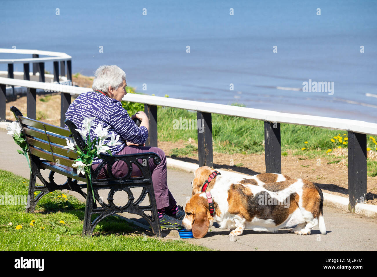 Femme avec deux Basset Hounds à la côte, un jour chaud d'été. Banque D'Images