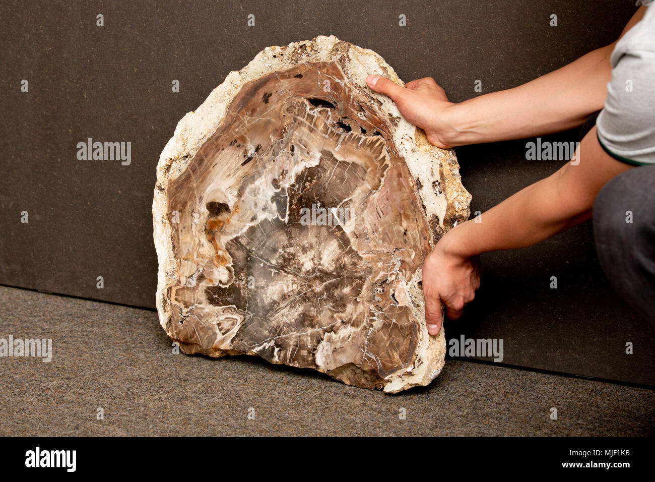 04 mai 2018, l'Allemagne, Gera : une section d'un 291 millions d'années de prêle tronc de l'arbre a été trouvé à Chemnitz et va maintenant être exposée dans le musée de Sciences Naturelles de Guéra dans une exposition sur les "histoires de réussite de l'évolution". Photo : Christoph Soeder/dpa Banque D'Images