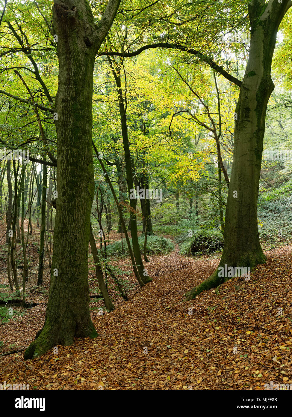 Les taches solaires et du soleil qui brille à travers les feuilles des arbres en novembre Banque D'Images