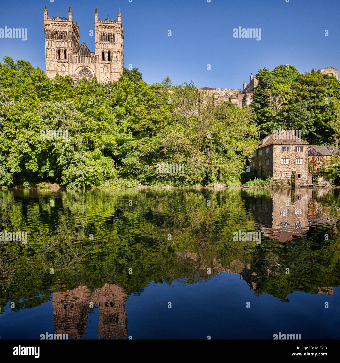 Cathédrale de Durham, et l'ancien moulin à foulon, reflétée dans la rivière Wear, County Durham, England, UK. Banque D'Images