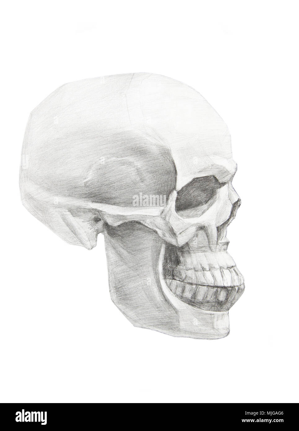 Crâne de profil. Dessin d'un crâne isolé sur fond blanc Banque D'Images