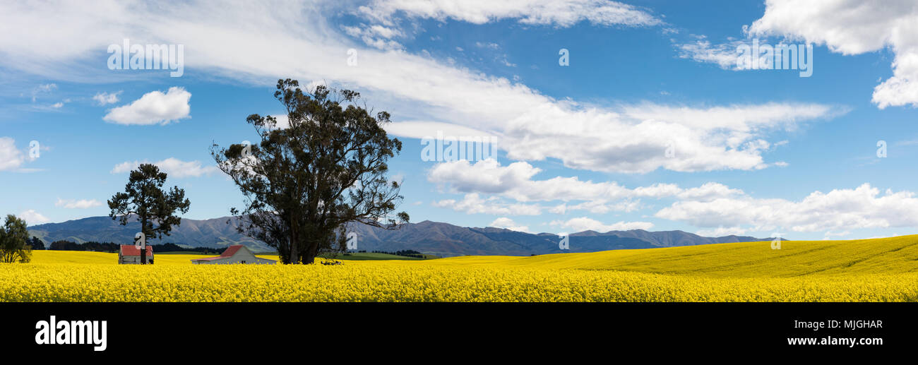 Panorama des bâtiments au toit rouge au milieu des fleurs jaune vif d'un champ de colza canola, ou, dans la région de Knights of New Zealand's South Island Banque D'Images