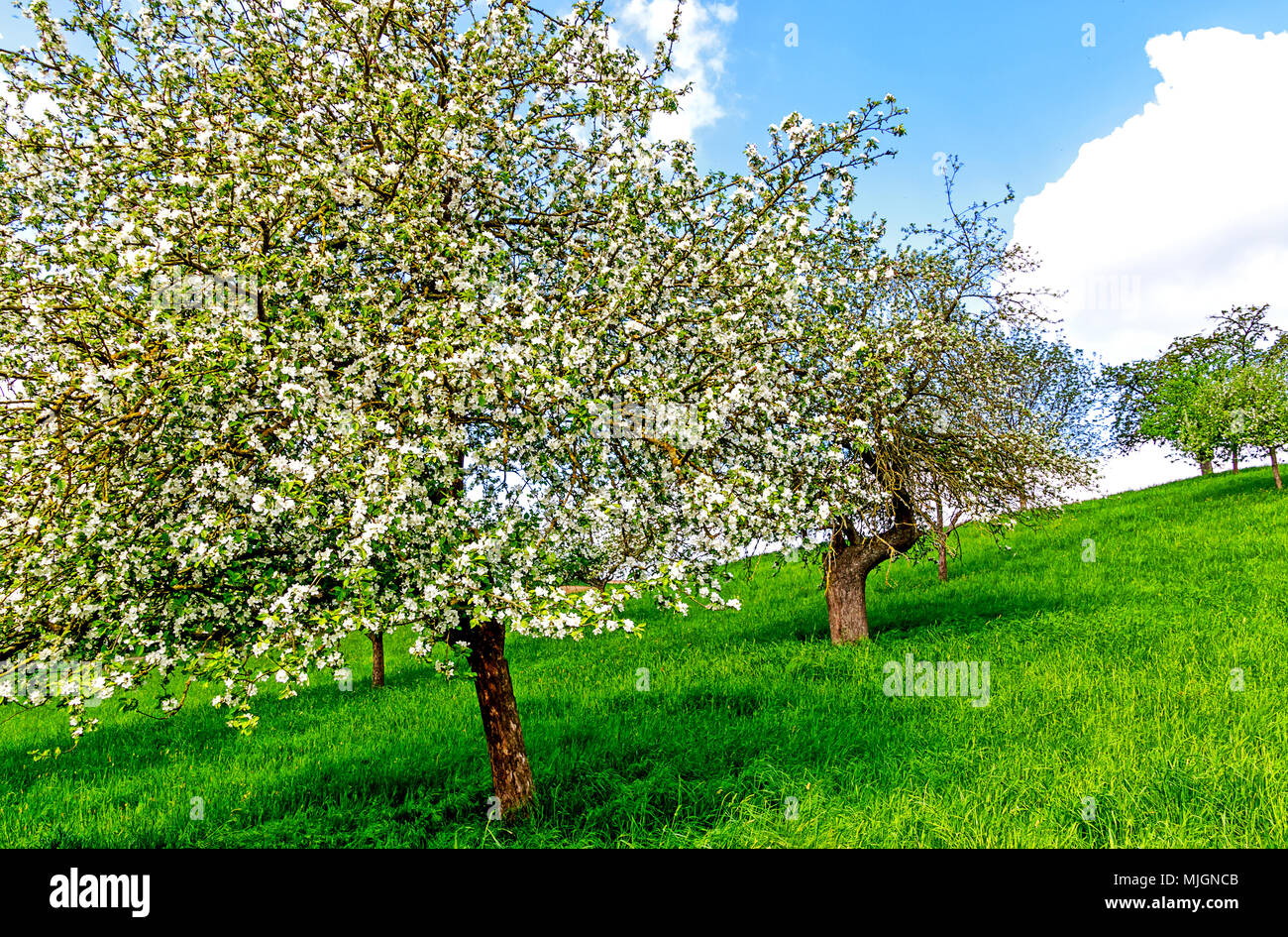 Vert printemps Paysage de Hesse avec pommiers en fleurs Banque D'Images