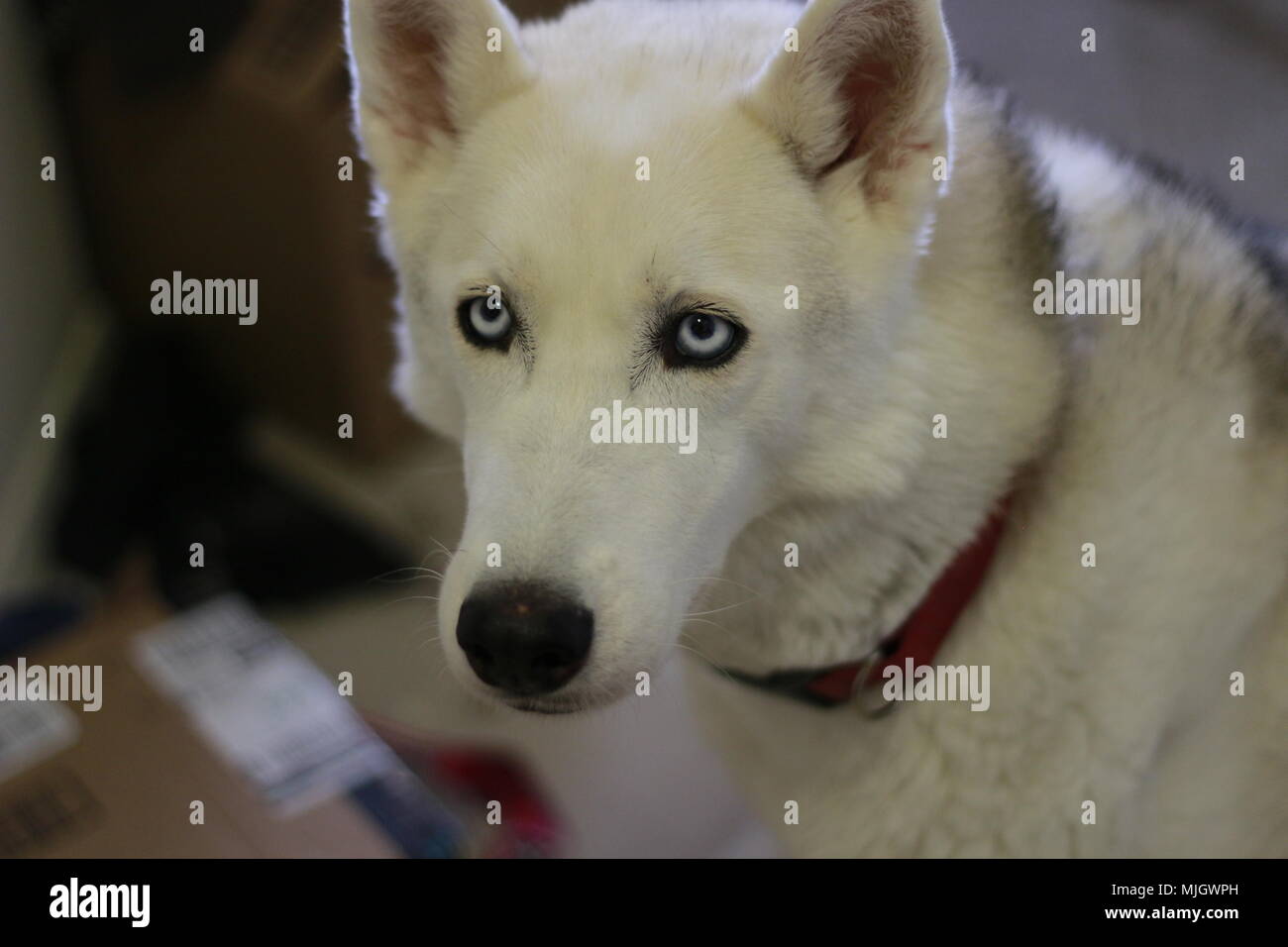 Husky de Sibérie à la recherche à l'cameria dans une manière coupable Banque D'Images
