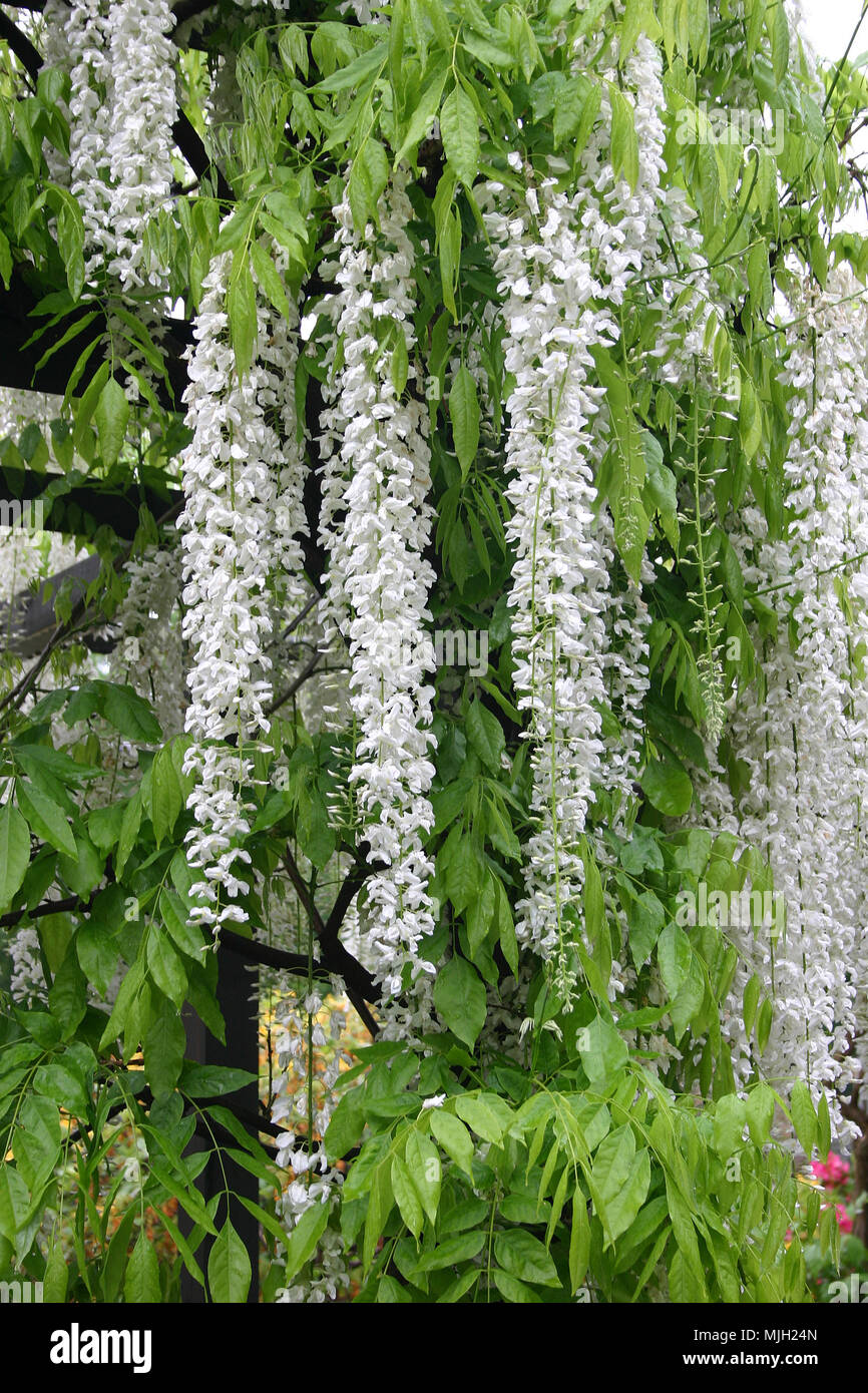 Glycine blanche croissant sur pergola en bois Banque D'Images
