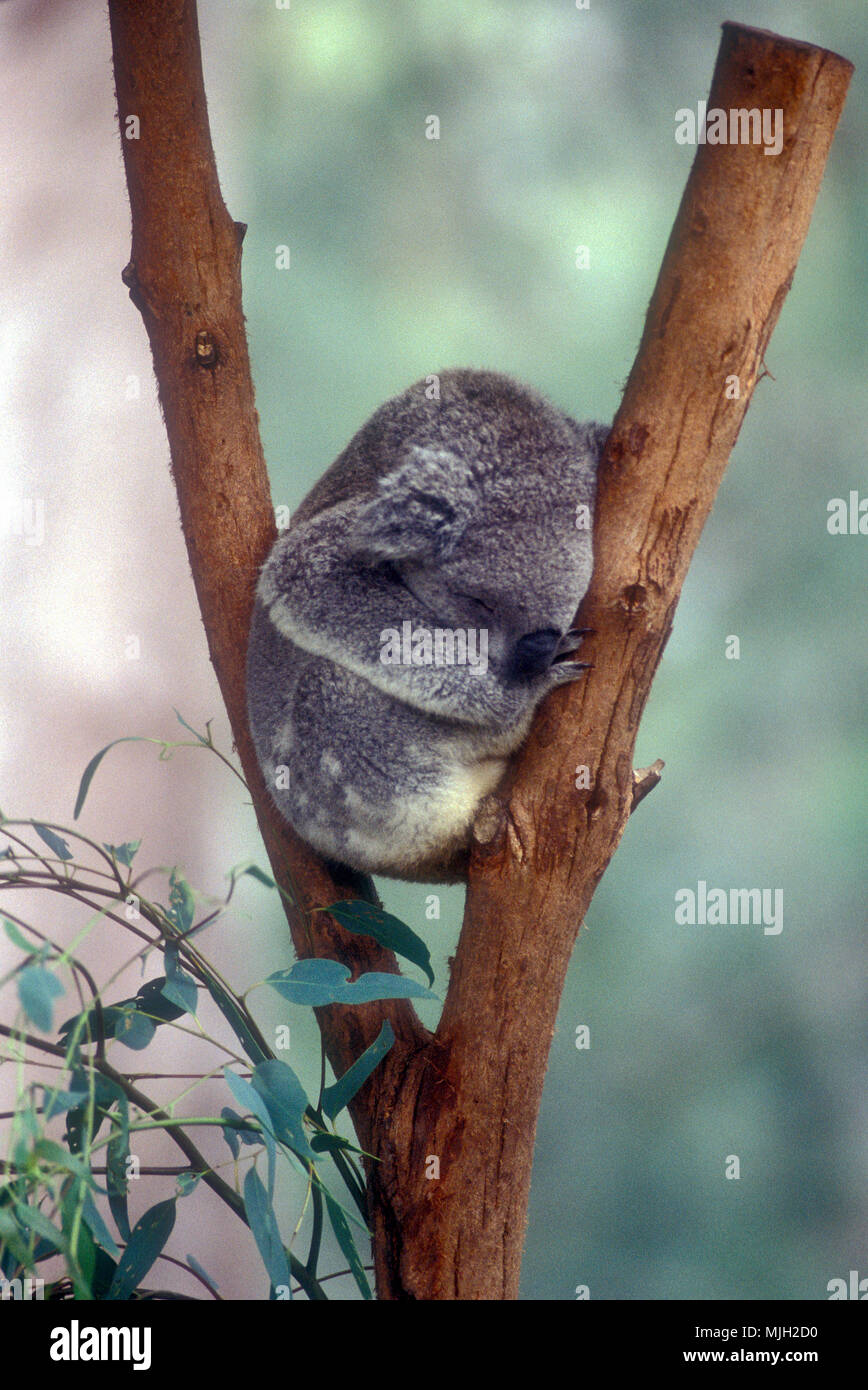 Jeune KOALA ENDORMI DANS LA FOURCHE D'UN EUCALYPTUS, NEW SOUTH WALES, Australie. Banque D'Images