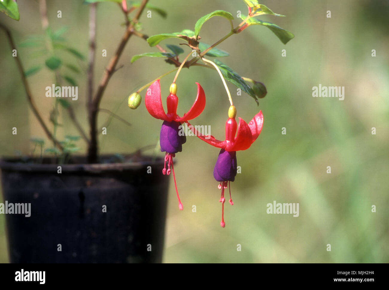 Pot de jardin en plastique de Fuchsias magellanica rose et violet Banque D'Images