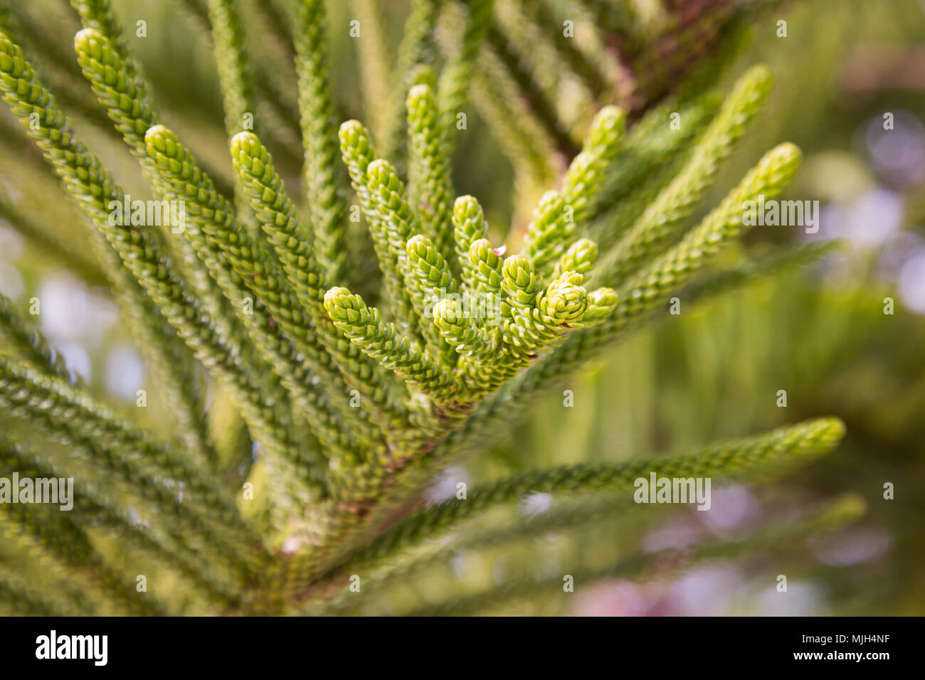 Evergreen Araucaria heterophylla australienne île Norfolk pine close-up Banque D'Images