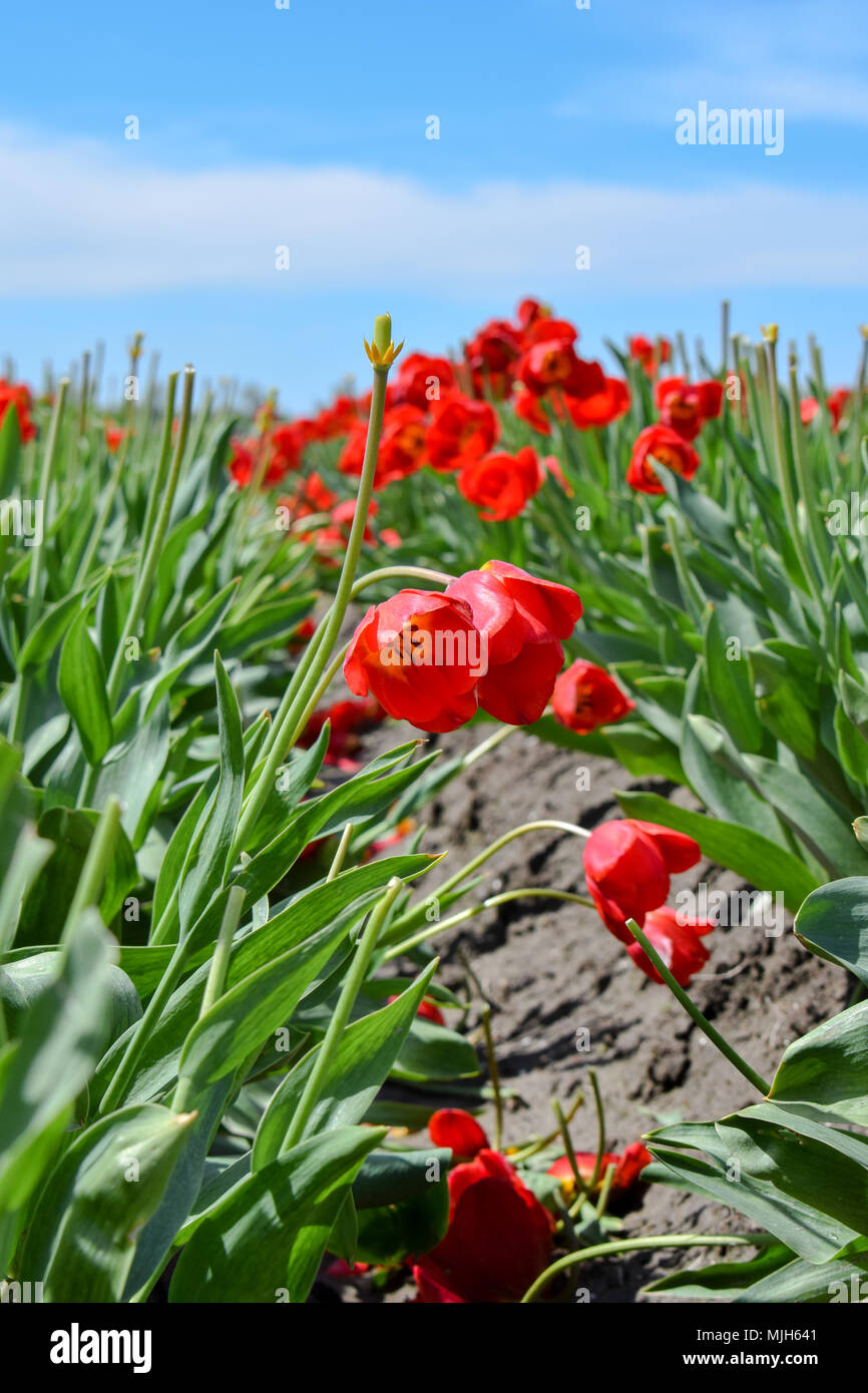 Domaine de tulipes rouges en Hollande Banque D'Images
